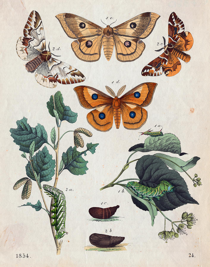 Stages Of Butterfly Change Photograph by Bettmann