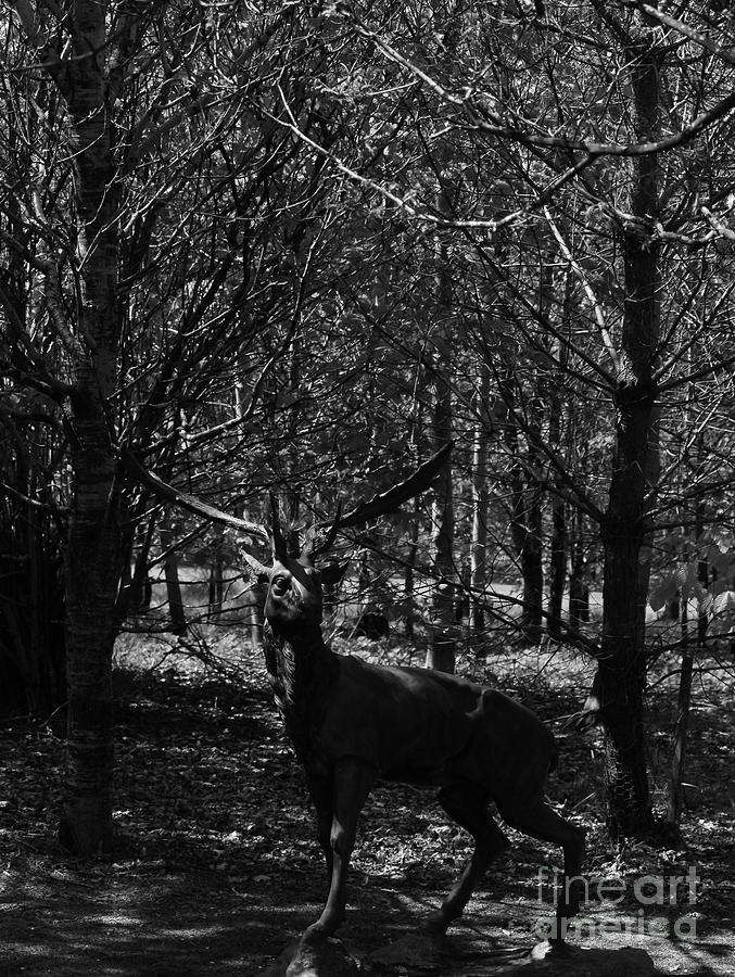 Stag Photograph - Staggy bw Donegal Ireland by Eddie Barron