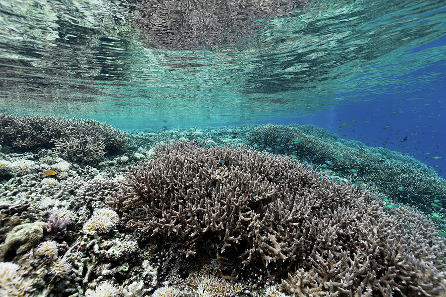 Staghorn Coral Reef, Manado Tua, North Photograph by Ifish
