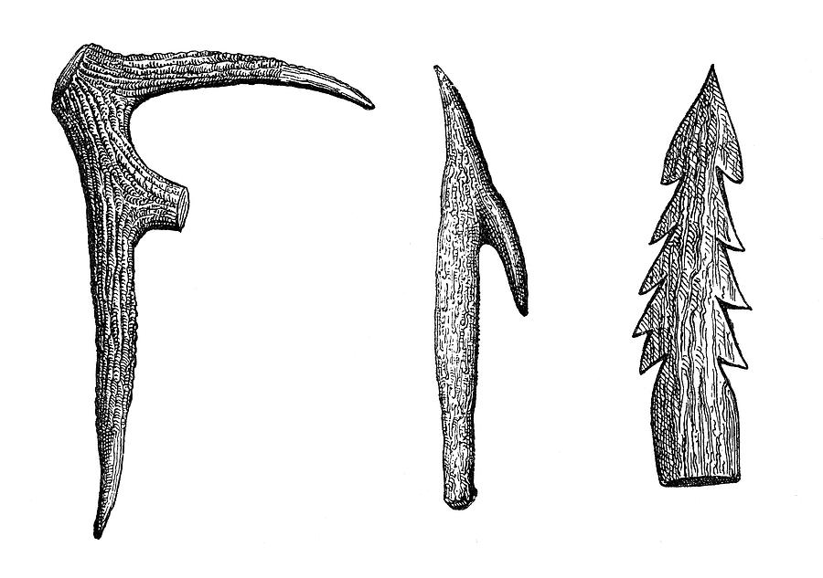 Staghorn Pickaxe And Staghorn Harpoons Photograph by Science Source