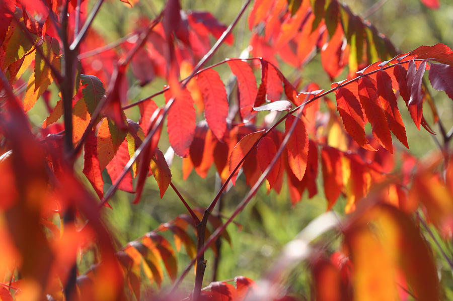 Staghorn Sumac Fall Leaves 6411 by AJP Staghorn Sumac Fall Leaves 6411 by AJP