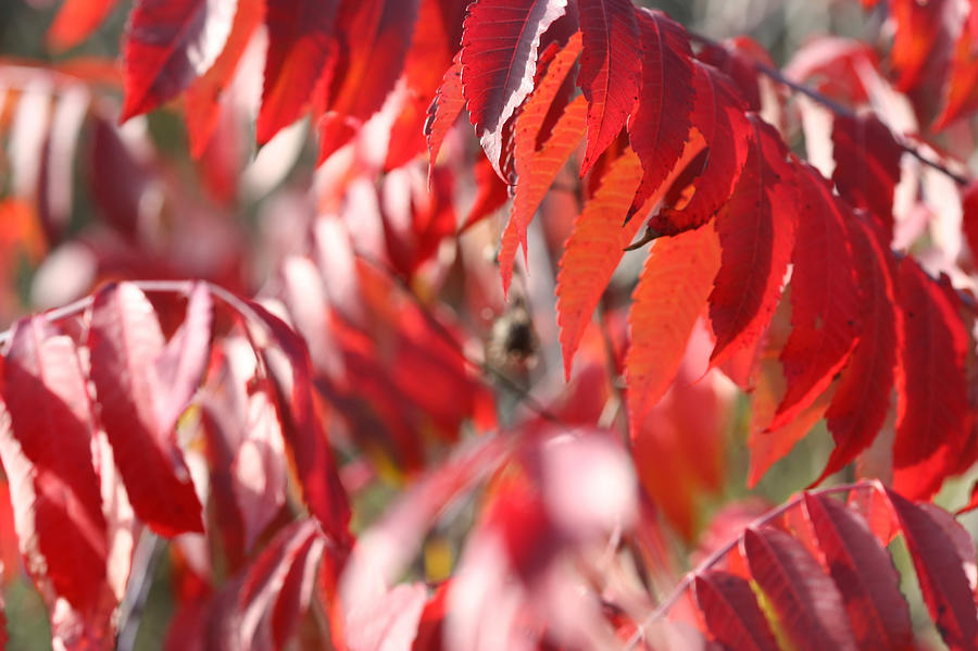 Staghorn Sumac Fall Leaves 6418 by AJP Staghorn Sumac Fall Leaves 6418 by AJP