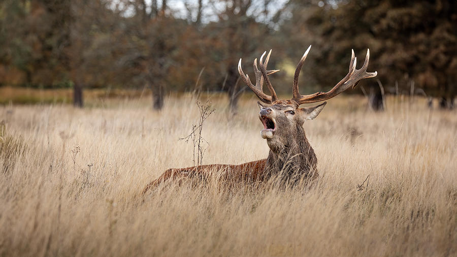 Nature Photograph - Stags Call by Kieran O Mahony Aipf