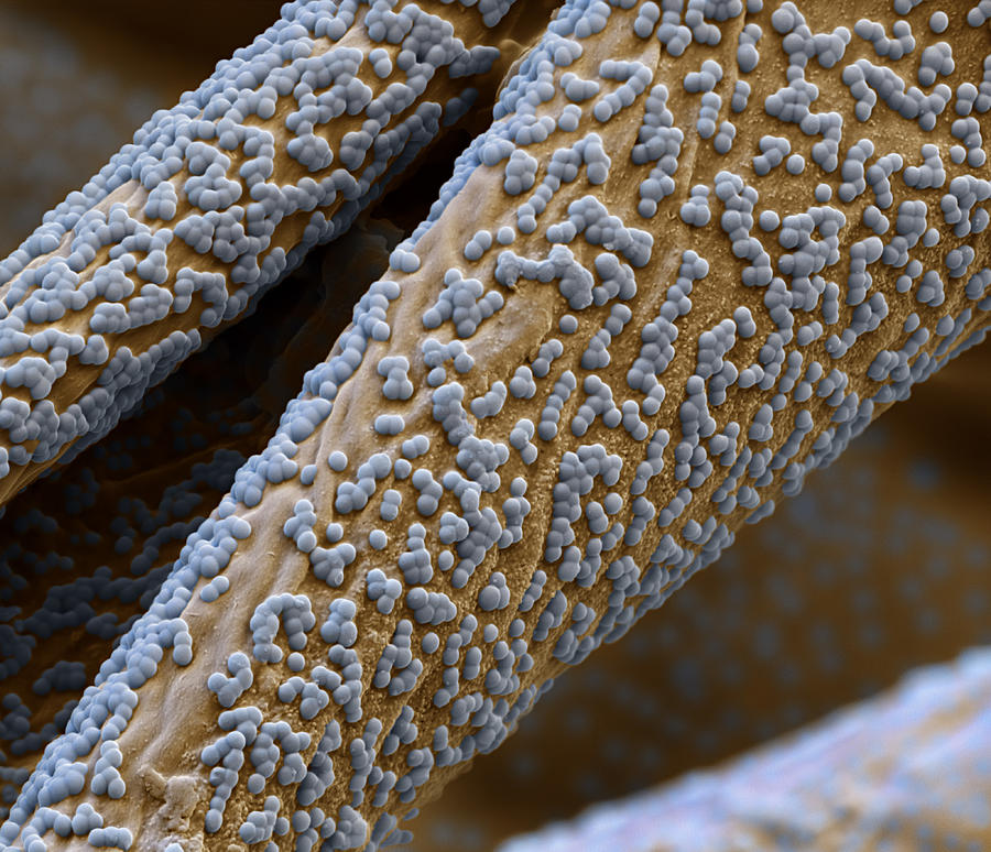 Stain And Waterproof Cotton Sem Photograph by Meckes/ottawa