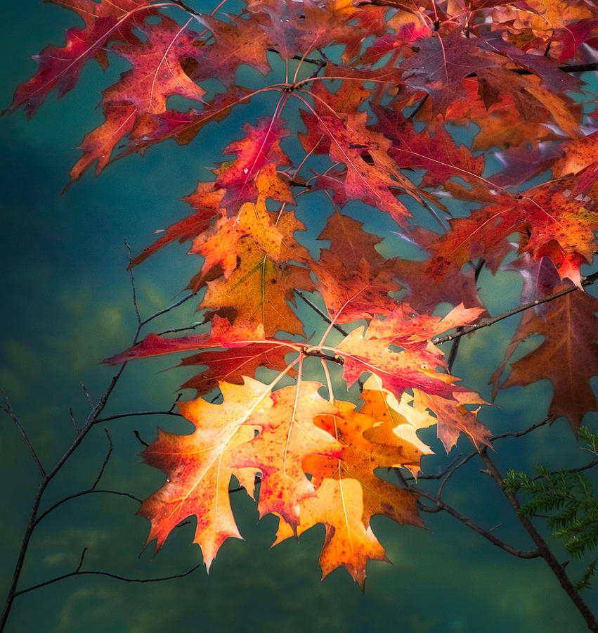 Stained-Glass Leaves Photograph by Jane Selverstone