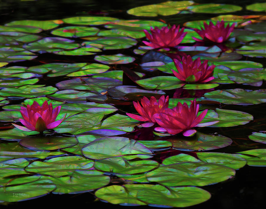 Stained Glass Water Lilies Photograph by Pat Watson