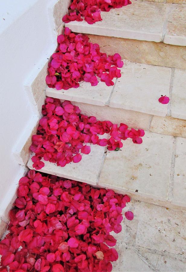 Stair steps of Petals Photograph by Rosita Larsson