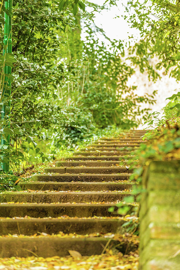 Fall Photograph - Staircase In Garden by Vivida Photo PC