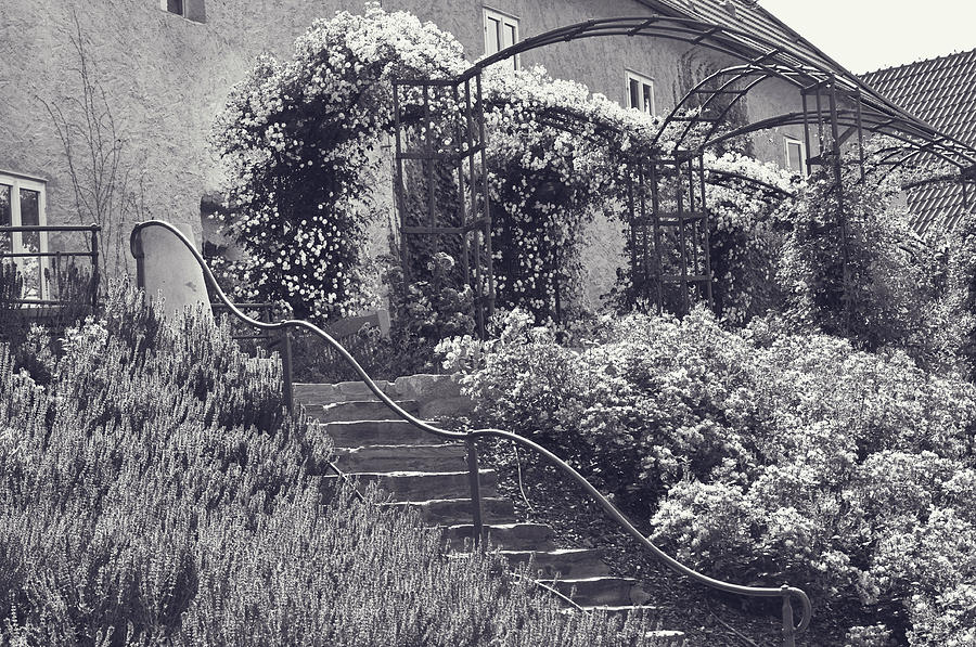 Stairs in Rose Garden. Monochrome Photograph by Jenny Rainbow