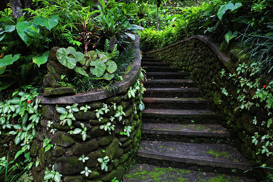 Stairs In Tropical Garden Photograph by John W Banagan