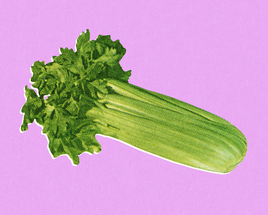 Vintage Drawing - Stalk of Celery by CSA Images