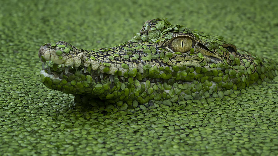 Crocodile Photograph - Stalker by Tantoyensen