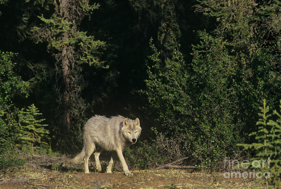 Stalking Gray Wolf Northwest Territories Canada Photograph by Dave Welling Stalking Gray Wolf Northwest Territories Canada Photograph by Dave Welling