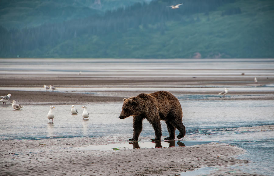 Lake Clark National Park Photograph - Stalking Grizzly Bear by Phyllis Taylor