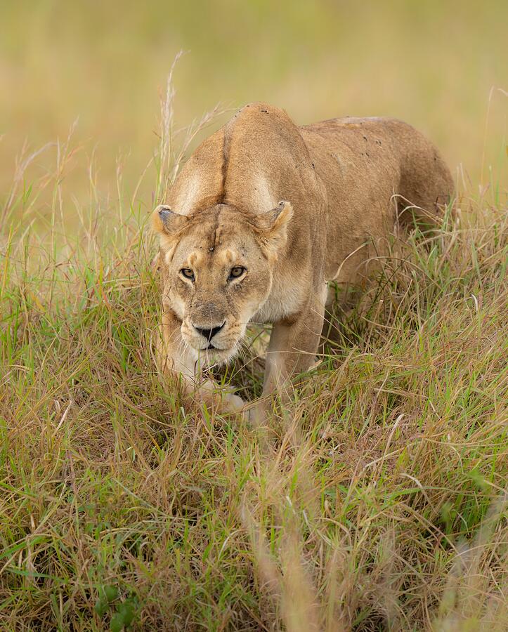 Stalking Lioness Photograph by Manish Nagpal
