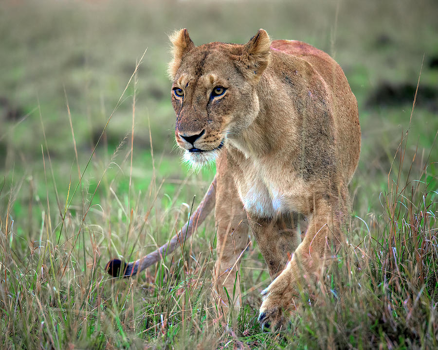 Stalking Lioness Photograph by Wade Aiken