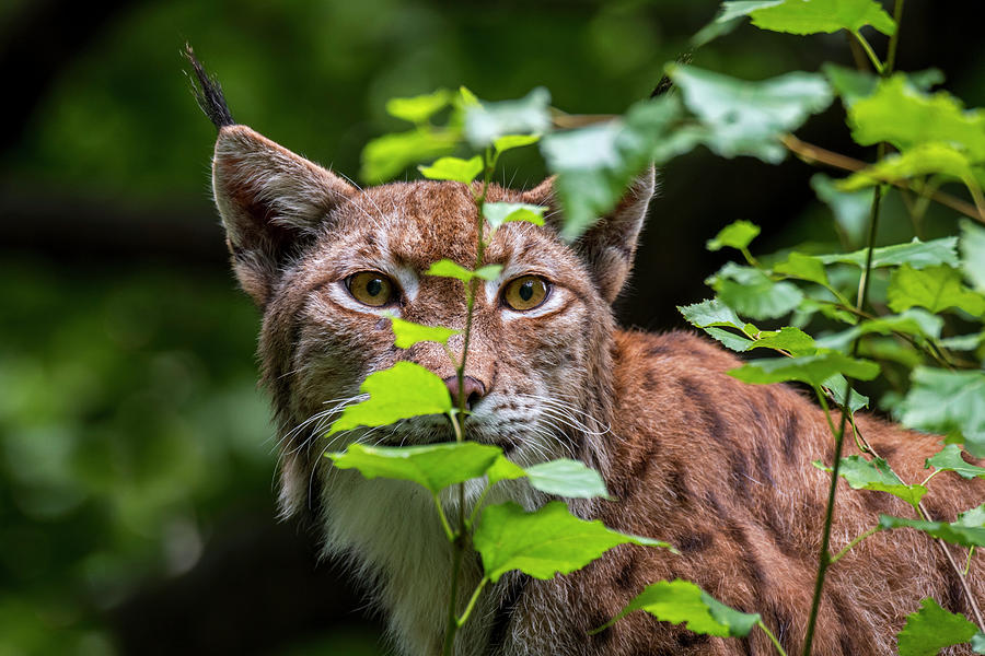 Stalking Lynx Photograph by Arterra Picture Library
