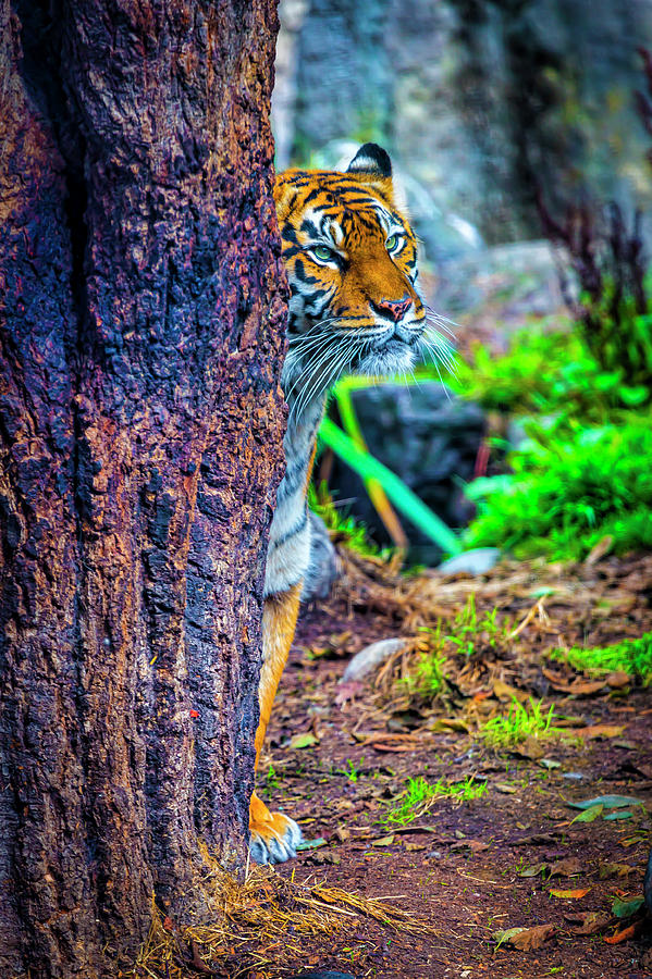 Stalking Tiger Photograph by Garry Gay