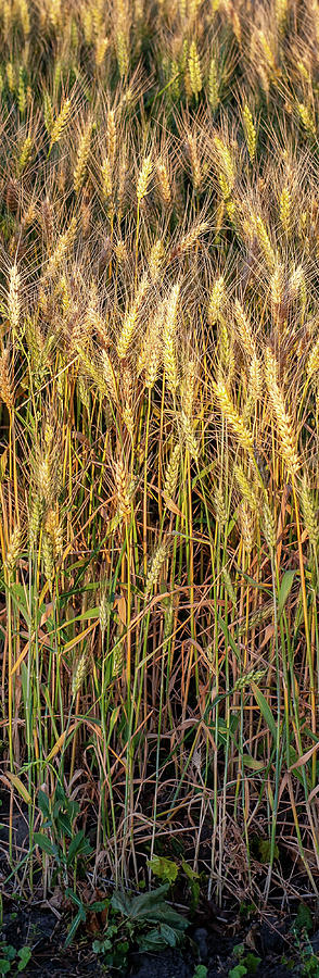Stalks of Wheat Photograph by Doug Davidson