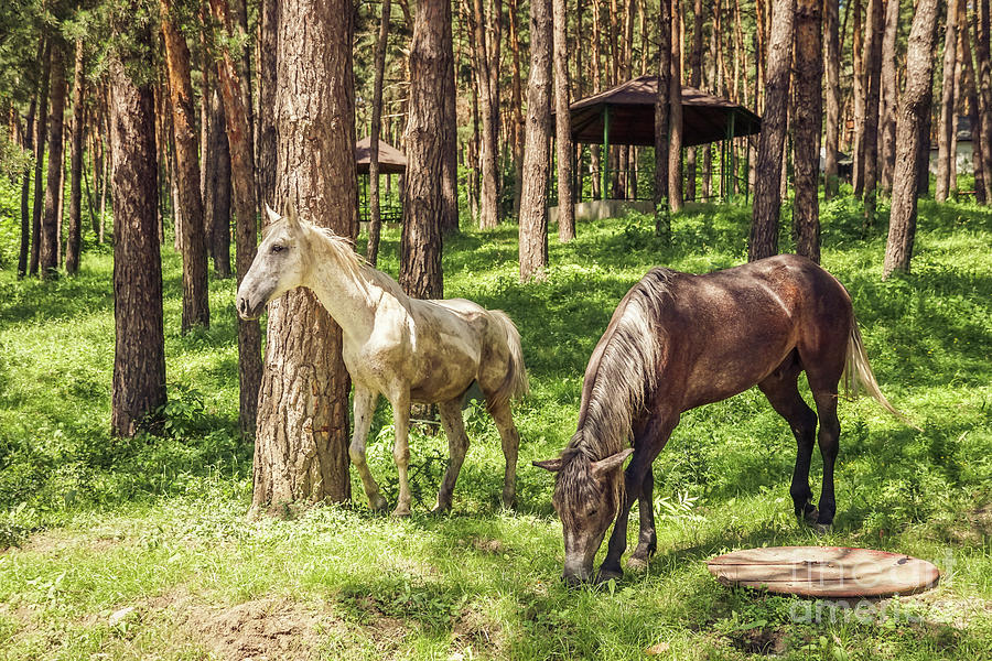 Stallion and mare grazing Photograph by Claudia M Photography