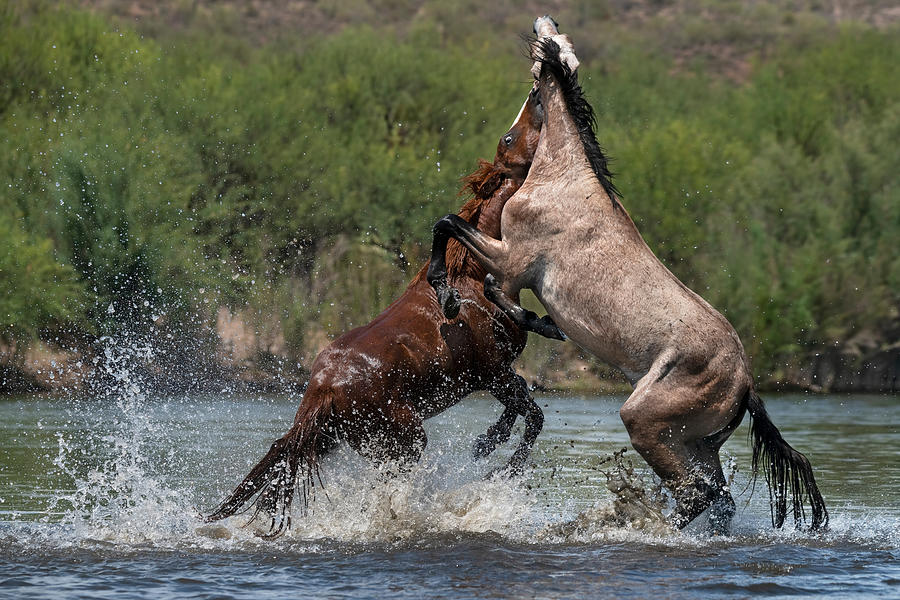 Stallion Battle in the American West. Photograph by Paul Martin