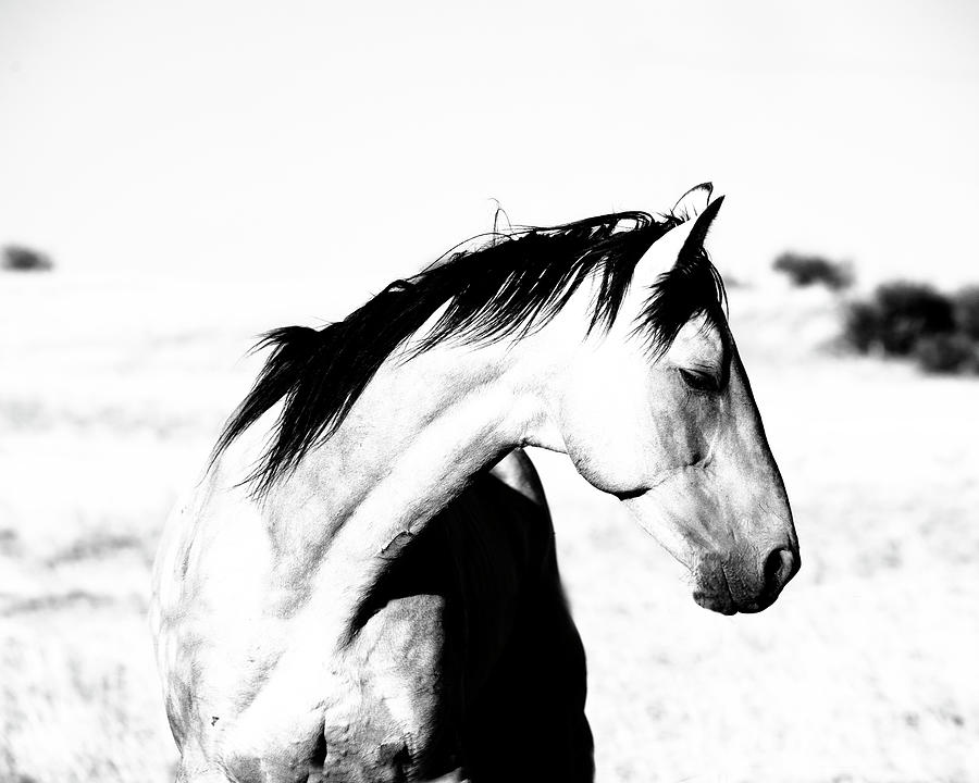 Stallion Breeze Photograph by Jody Miller