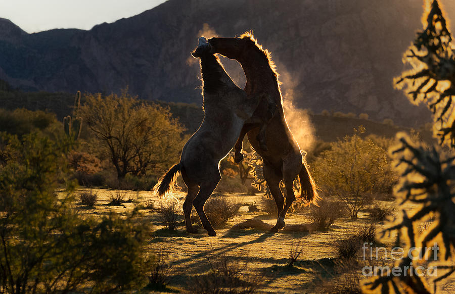 Stallion Dance Photograph by Lisa Manifold