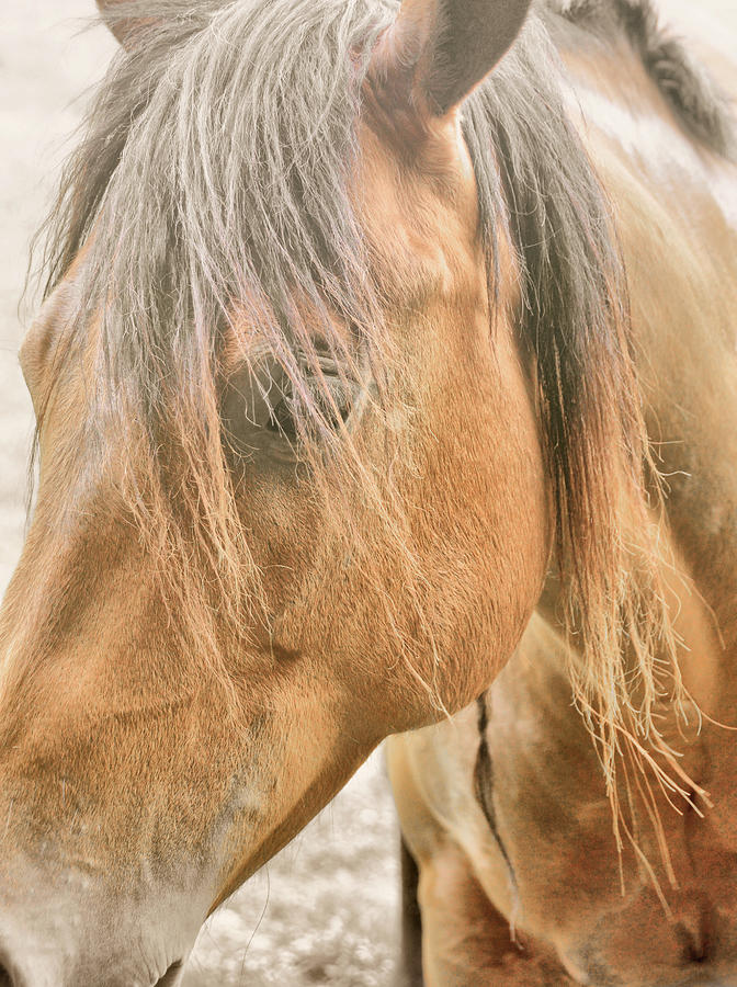 Stallion Gone Wild Photograph by JAMART Photography