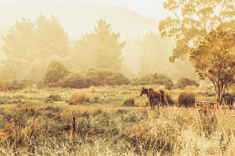 Stallion homestead Photograph by Jorgo Photography