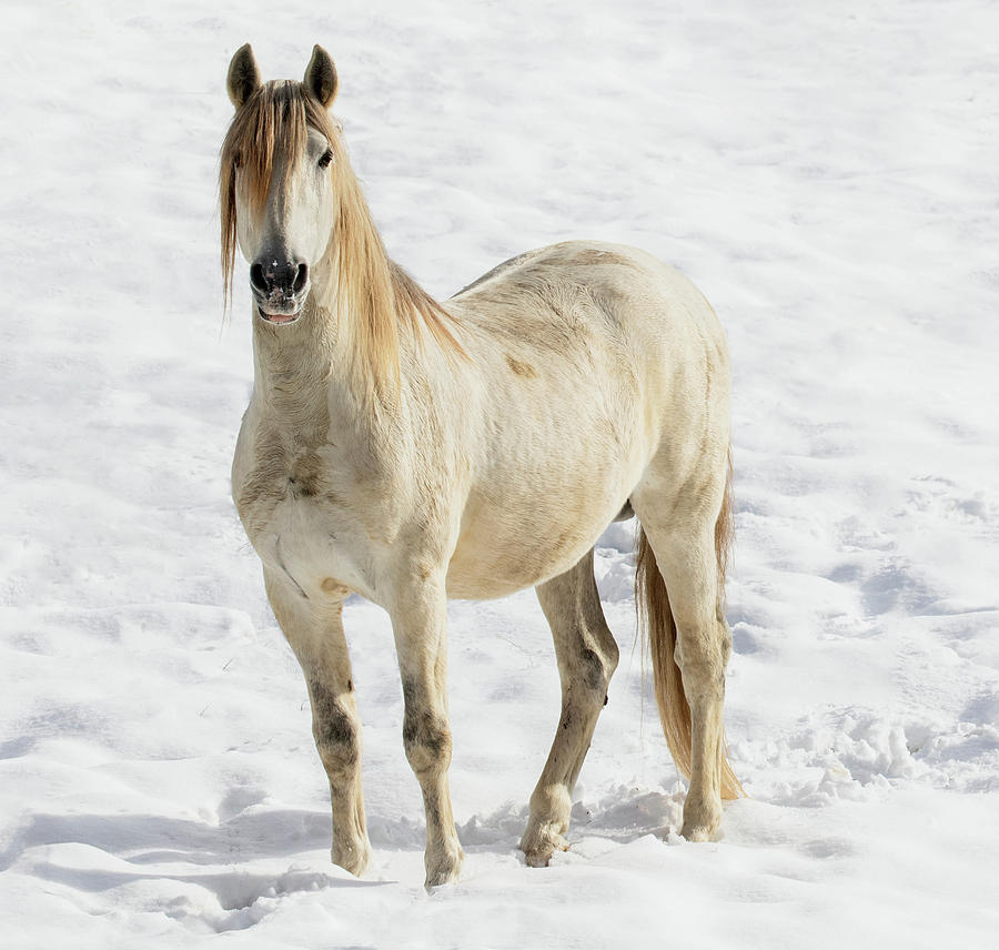Stallion in Snow Photograph by Art Cole