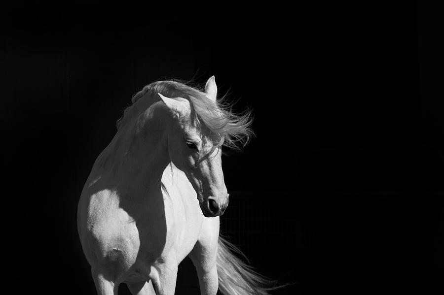 Stallion On Black Photograph by 66north