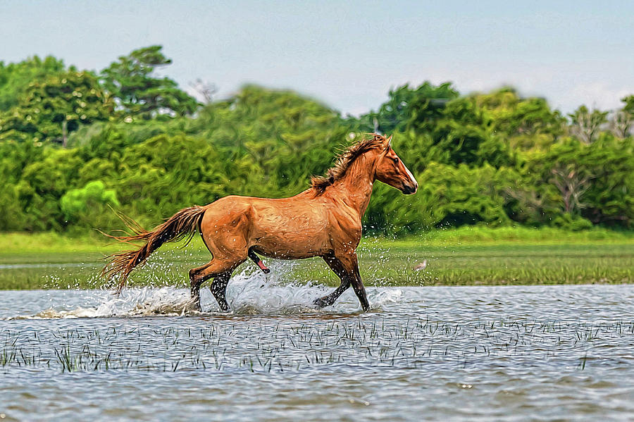 Stallion running through the water Photograph by Dan Friend