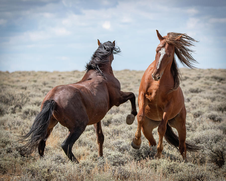Stallion speak Photograph by Mary Hone