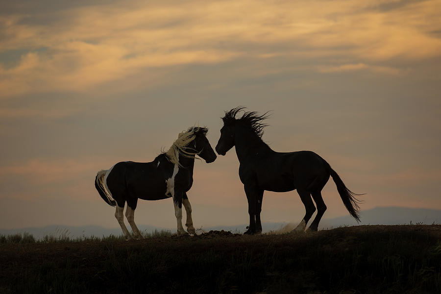 Stallion Sunrise Photograph by Sandy Sisti