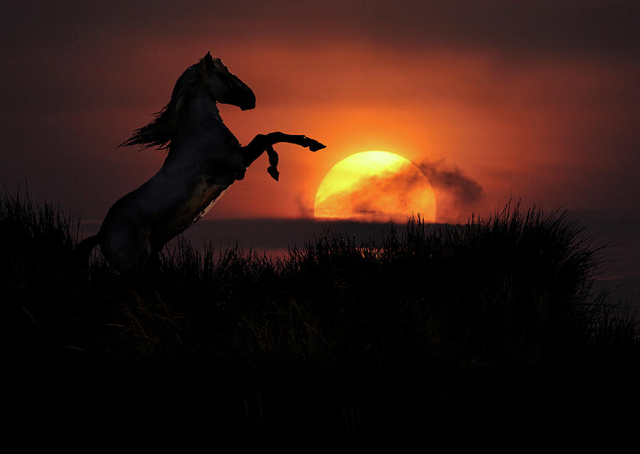 Stallion Sunset Digital Art by Wade Aiken