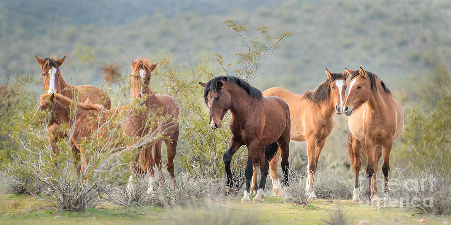 Stallion With Mares Photograph by Lisa Manifold