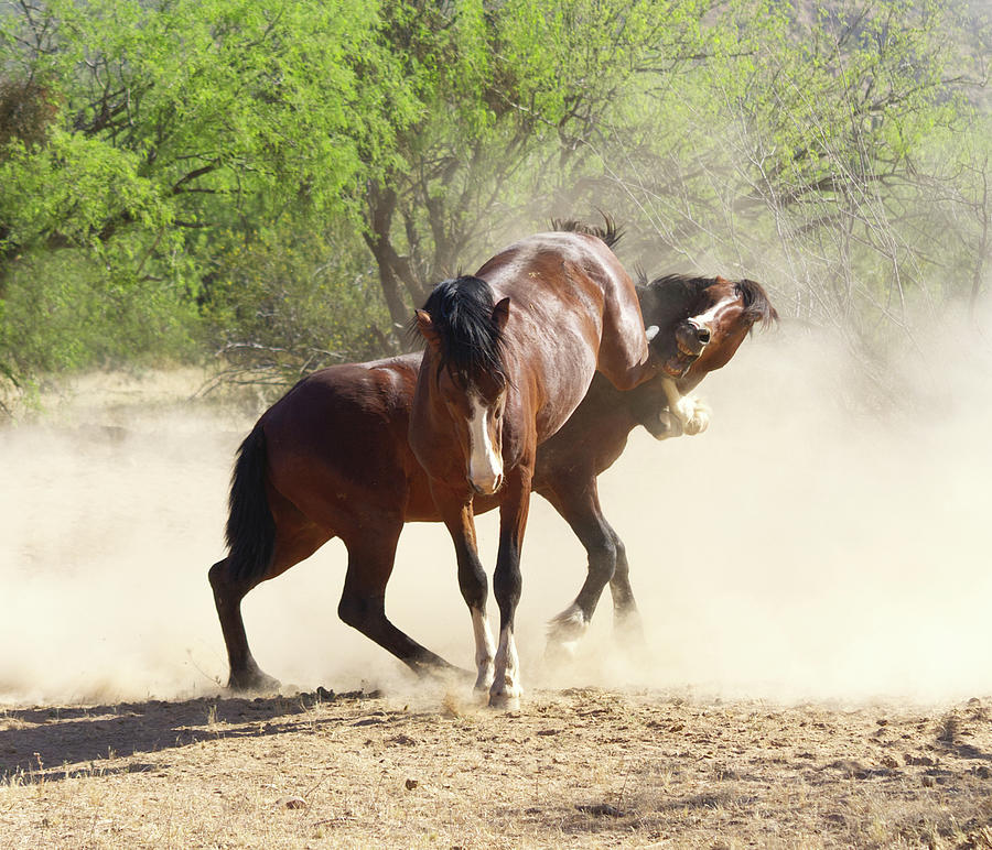 Stallions Battle Photograph by Barbara Sophia Travels Stallions Battle Photograph by Barbara Sophia Travels