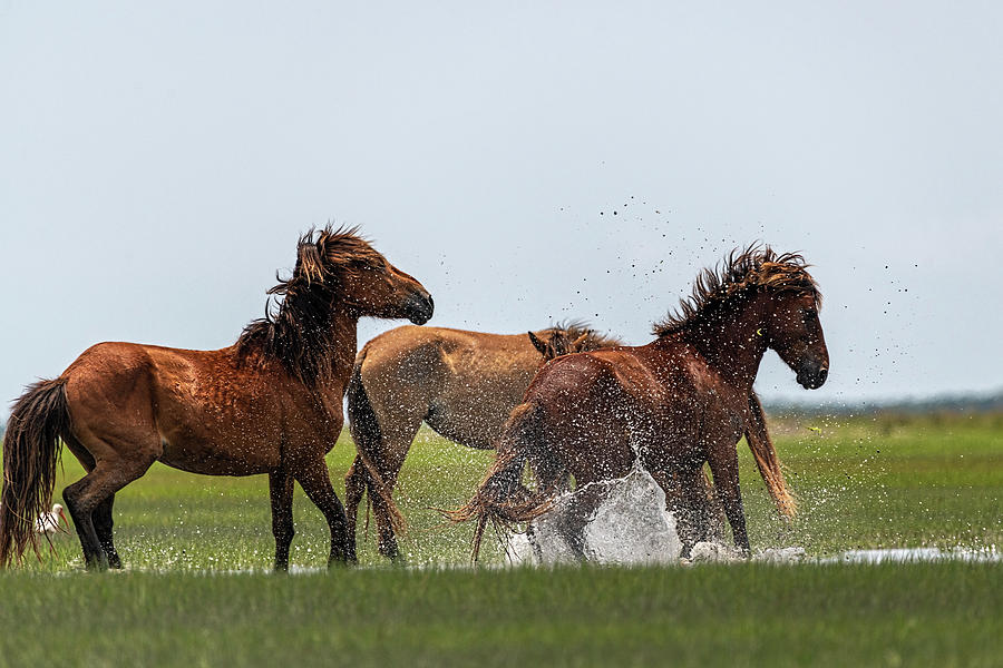 Stallions doing macho stuff Photograph by Dan Friend