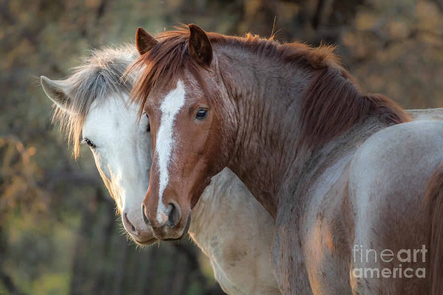 Wildlife Photograph - Stallions in Cahoots by Lisa Manifold