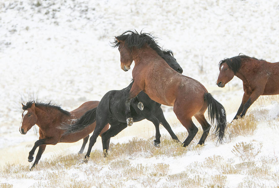 Stallions In The Snow Photograph by Kent Keller