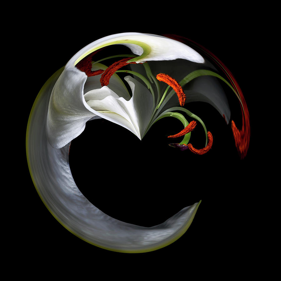 Stamens Galore by Cyndy Doty Stamens Galore by Cyndy Doty