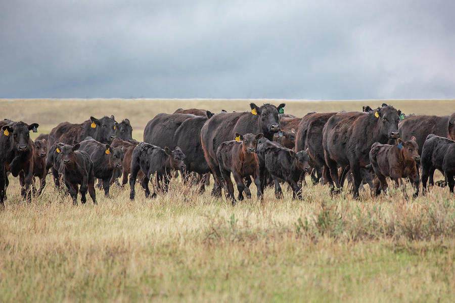 Stampede of Angus Photograph by Todd Klassy