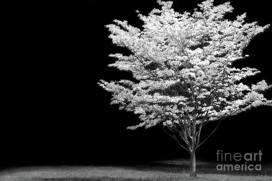 Black And White Photograph - Stand Alone in the Light by Jeanne OConnor