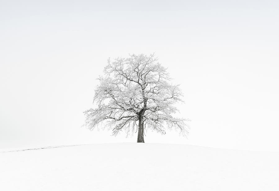 Stand Alone Tree In Winter With Fog, Snow And Frost, Mnsing, Voralpenland, Bavaria, Germany Photograph by Sonia Aumiller