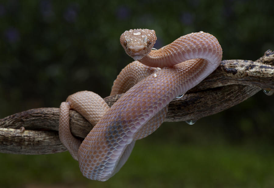 Snake Photograph - Stand By Mode by Mieke Suharini