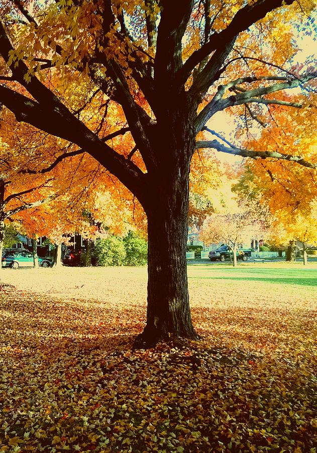 Stand In Fall Photograph by Kelly Cullen - Fine Art America