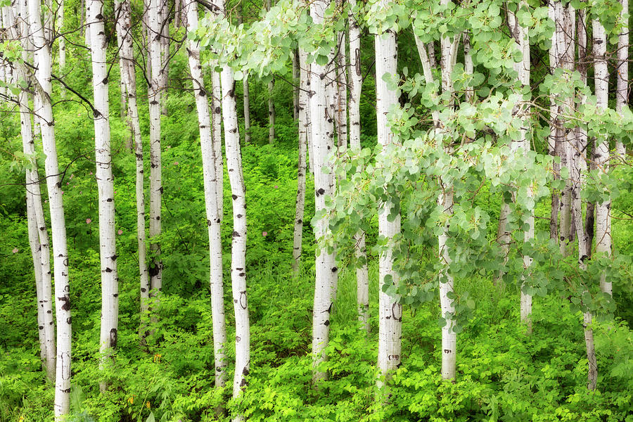 Stand Of Aspen Trees In Forest by Danita Delimont