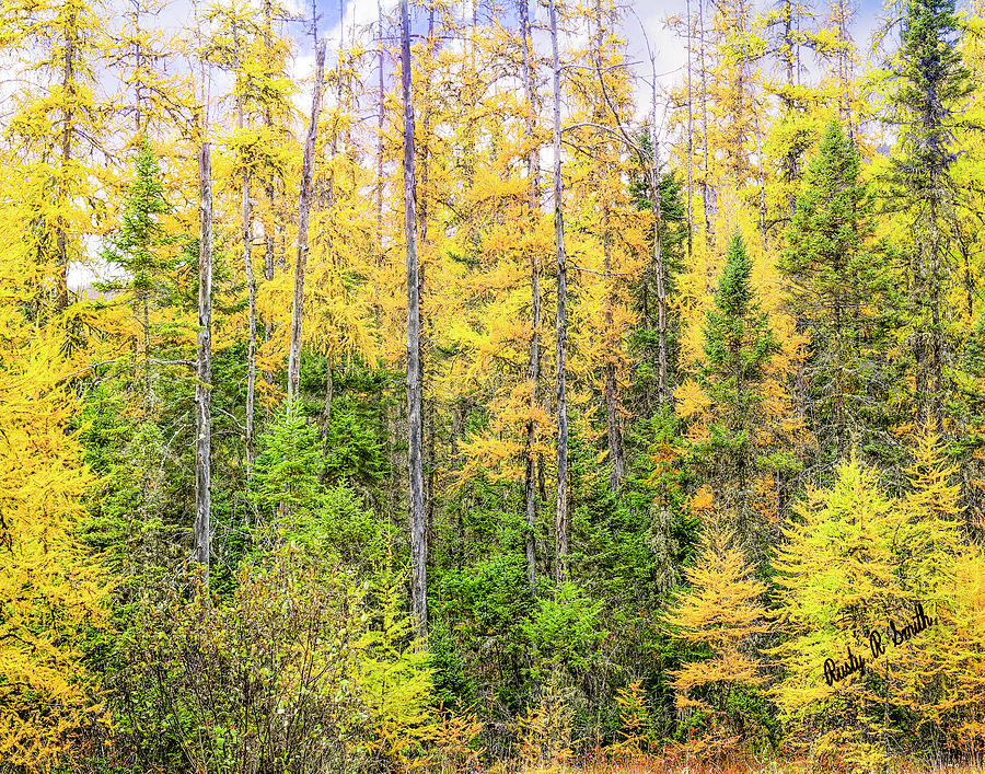 Stand of Tamarack Larch pines in Northern New Hampshire by Rusty R Smith Stand of Tamarack Larch pines in Northern New Hampshire by Rusty R Smith