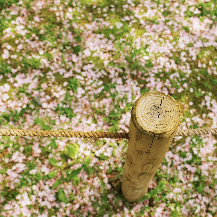 Stand On Sakura Petals Photograph by Sunnywinds