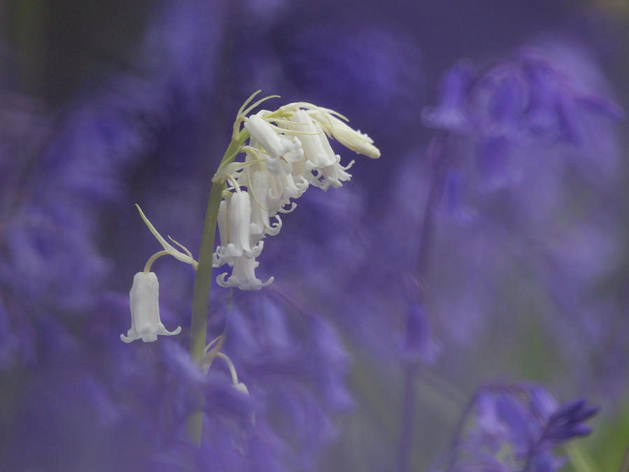 Stand out from the Crowd - white bluebell Photograph by Anita Nicholson